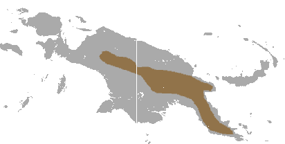 Mountain cuscus